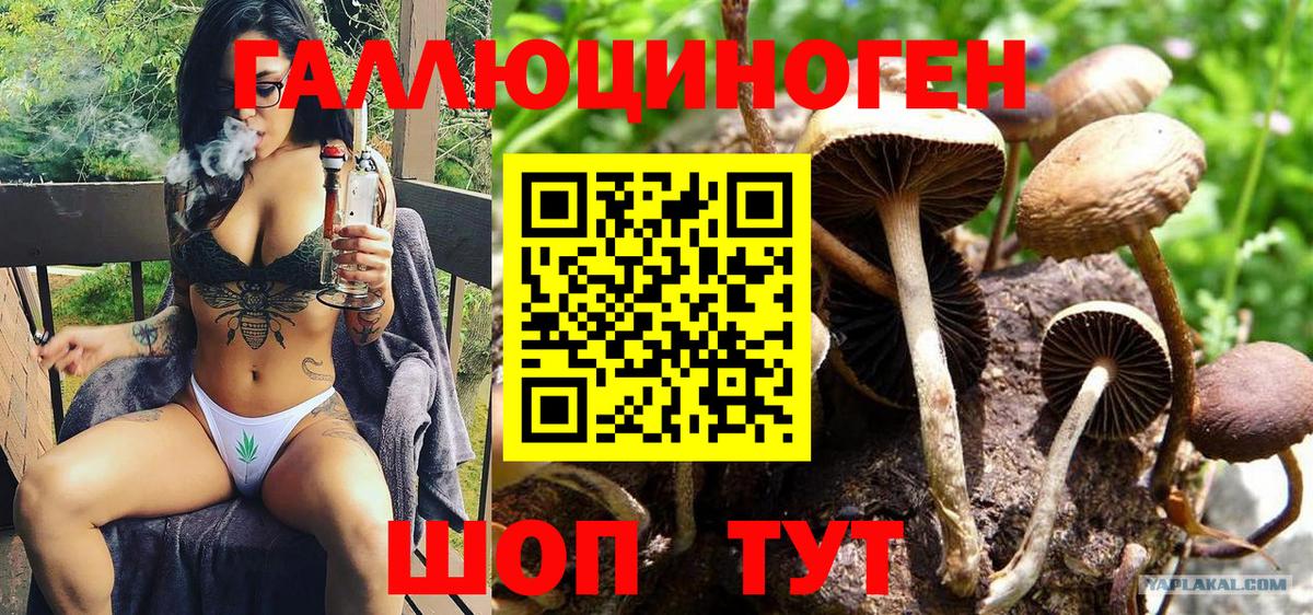 Галлюциногенные грибы Psilocybine cubensis Новосибирск